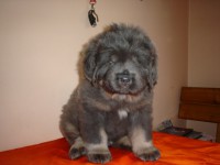 /album/ason/ason-6800-g-jpg/